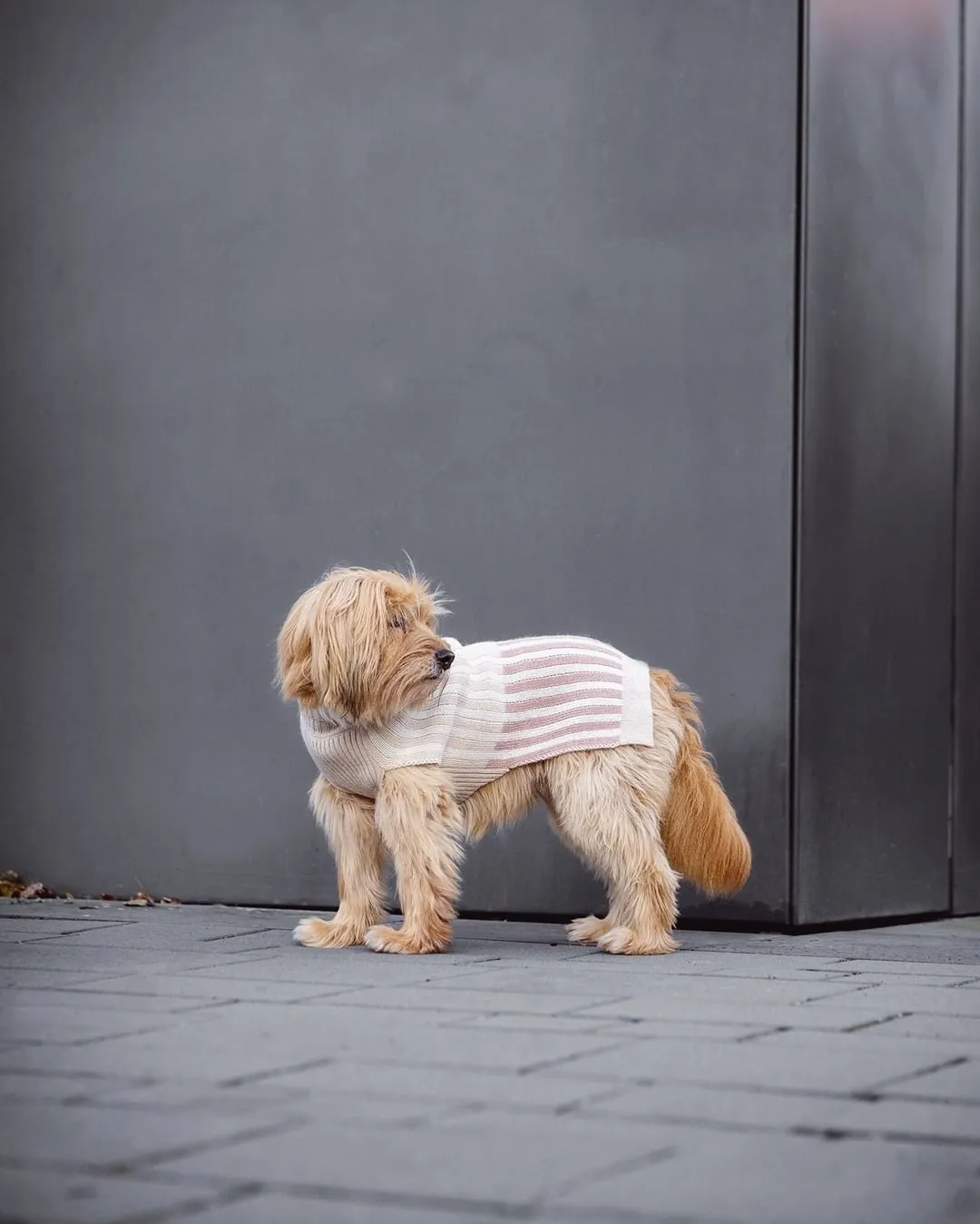 【PRE-ORDER】Filippo Dog Sweater